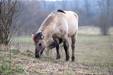 Exmoor-Pony und Konik Pferde im Landschaftspark Nohra