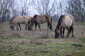 Naklejka na ściany i meble Exmoor-Pony und Konik Pferde im Landschaftspark Nohra