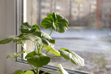 Young pelargonium seedlings stand on the window sill. rooting and growing flower plants at home by...
