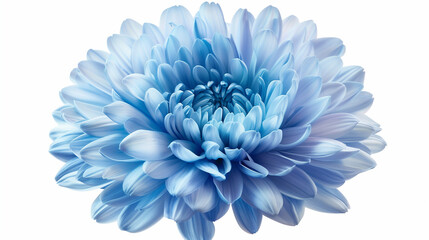 light blue flower on a white background isolated with clipping path. Closeup. big shaggy flower. for design