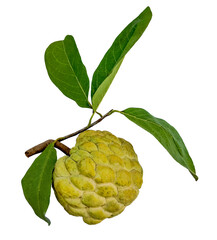 Fresh sugar apple Annona squamosa fruit with green leaves, isolated on a transparent background,...