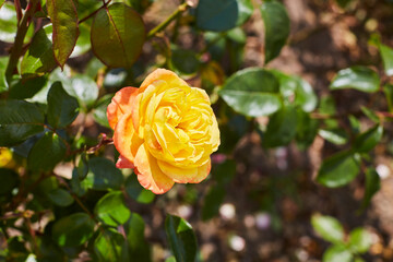 Rosen im Kurpark, Bad Sassendorf, 2023, 