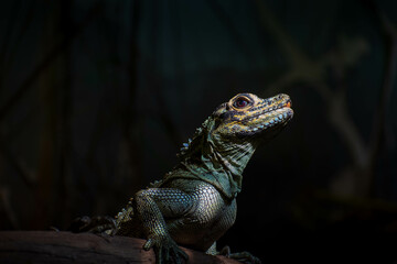 iguana on a tree