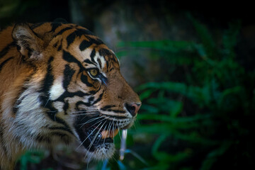 portrait of a tiger