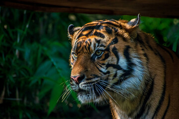 close-up portrait of a bengal tiger