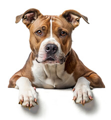 American Staffordshire Terrier with paws on ledge - perfect for a placeholder image, on a transparent background