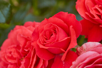 Rosen im Kurpark, Bad Sassendorf, 2023, 
