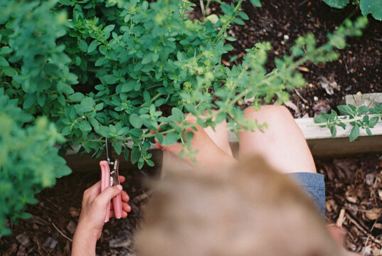 Little boy cutting oregano in garden