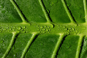 Macro closeup of a green leaf with drops