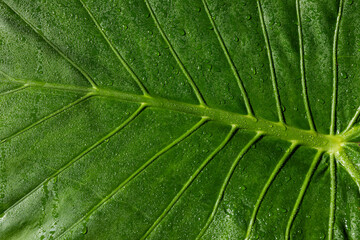 A green leaf covered with water droplets