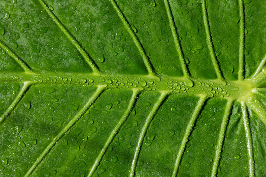 Texture of a green leaf with drops - Powered by Adobe