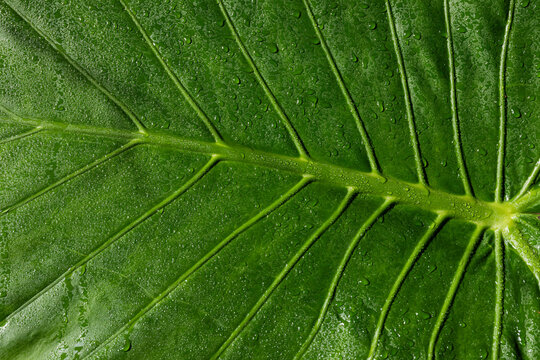 Fototapeta A green leaf covered with water droplets