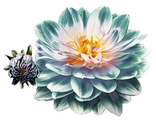 Turquoise    dahlia. Flower on isolated background .  For design.  Closeup. Transparent background.   Nature.