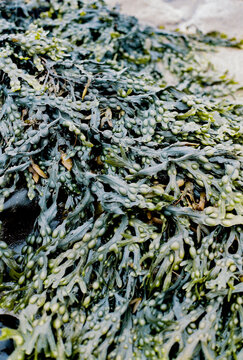 detail at the Bamburgh Beach