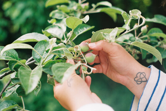 woman checking on apple tree in summer