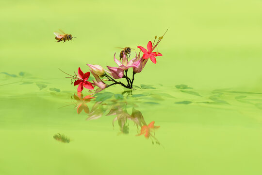 Bees flying to red flowers. Green backdrop