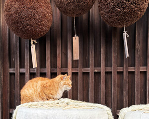 酒樽の上で眠る猫  日本
