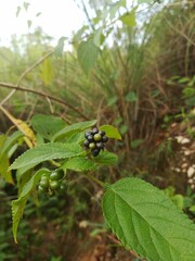 Wild fruits on the tree 
