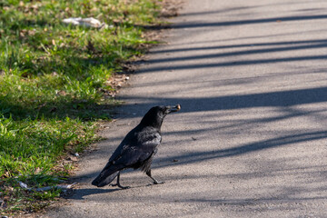 Obraz premium crow on the ground