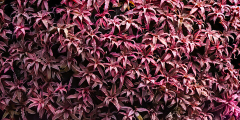 purple leave background of color wall
