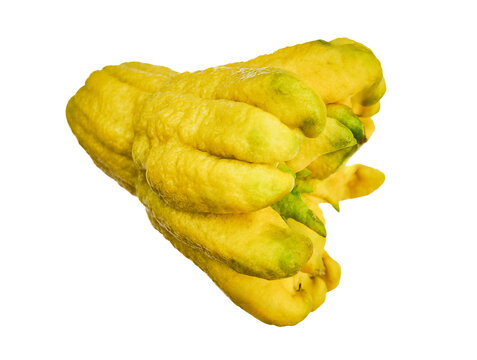Citron fruit etrog, used in Jewish Sukkot holiday rituals, ripe and yellow, isolated on a transparent background