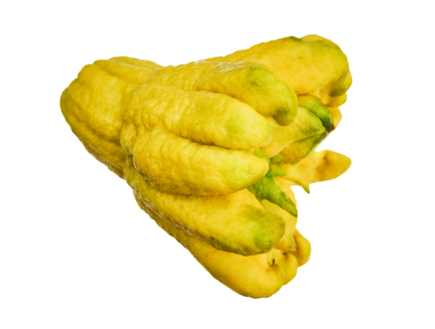Citron fruit etrog, used in Jewish Sukkot holiday rituals, ripe and yellow, isolated on a transparent background