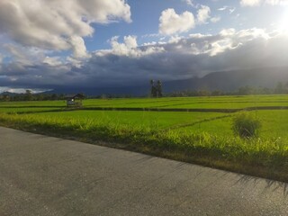 View of rice fields in the morning.