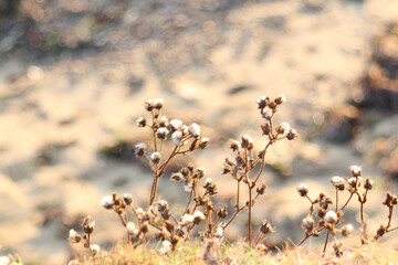 Grasses swaying in nature during autumn. Defocused. 