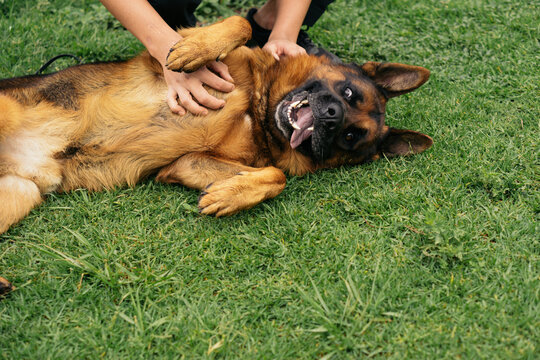 German Shepherd playing in the grass.