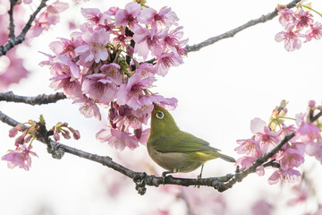 千葉県旭市　岩井の堰　河津桜と菜の花