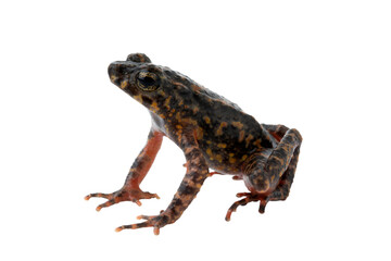 Bleeding Toad or Leptophryne cruentata closeup on isolated background, Leptophryne cruentata...