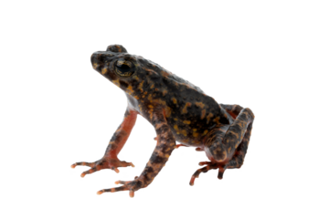 Bleeding Toad or Leptophryne cruentata closeup on isolated background, Leptophryne cruentata closeup on isolated background, Indonesian toad, Bleeding toad
