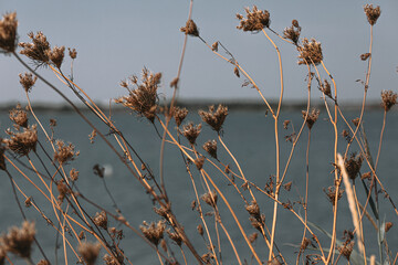 Fiori selvatici © Matilde