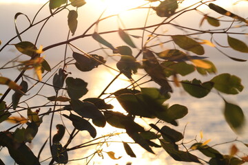 Autumn leaves swaying in the wind during sunset. 