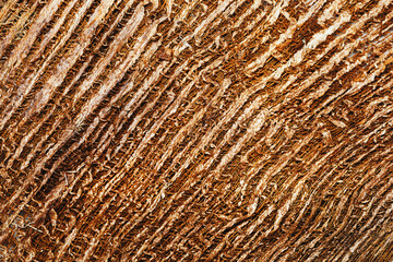 Close up brown Coconut fiber texture background, dried old coconut coir top view natural pattern, eco materials for recycling, detail textured wooden surface, dark color, low depth of field
