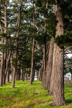 pine trees