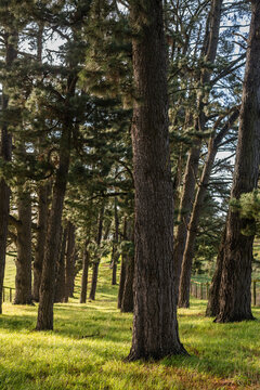 pine trees