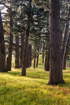 pine trees