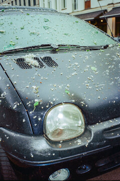Linden tree pollen on the car 