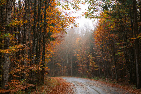 Fototapeta Road through the forest in autumn