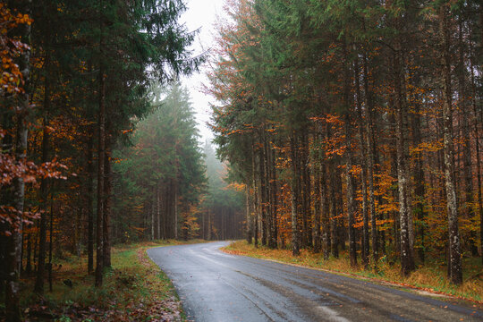 Road through the forest in autumn