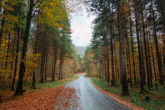 Road through the forest in autumn