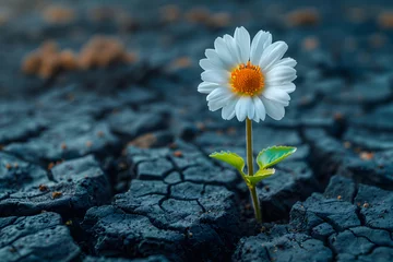 Selbstklebende Fototapeten Close up of white daisy flower growing on cracked earth background © D