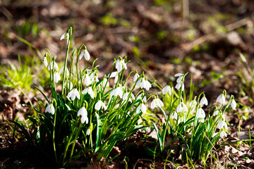 Snowdrops in the park