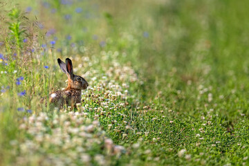 Hare in the wild in a clearing
