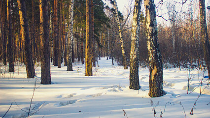 Winter in the forest. A snow-covered forest. Trees in the snow