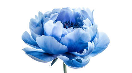 blue peony flower isolated on a transparent background