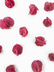 Pink bougainvillea flowers on a white background top view layout 