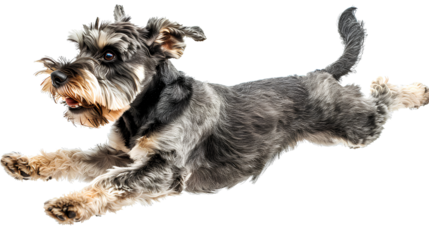 Healthy Schnauzer dog jumping, isolated on transparent background
