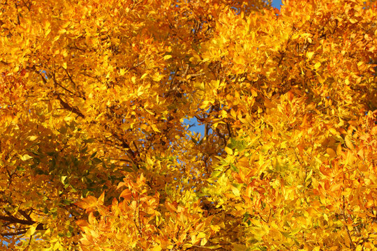 Background image of autumn leaves.